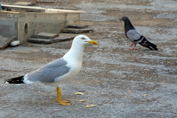 yellow-legged gull (Larus michahellis) and pigeon (Columba livia) on the ground , looking for food. selective focus