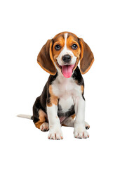 Healthy pet happy beagle puppy isolated on transparent background