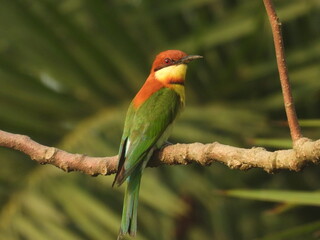Chestnut-headed bee-eater