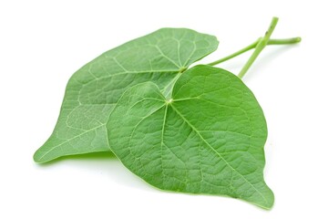 Obraz premium Fresh Green Guduchi Leaf and Stem. Macro Closeup of Medicinal Ayurvedic Herb Tinospora Cordifolia