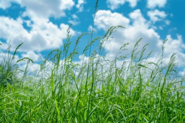 Obraz premium Green Landscape of Johnson Grass Field with Healthy Seeds and Blue Sky in the Background