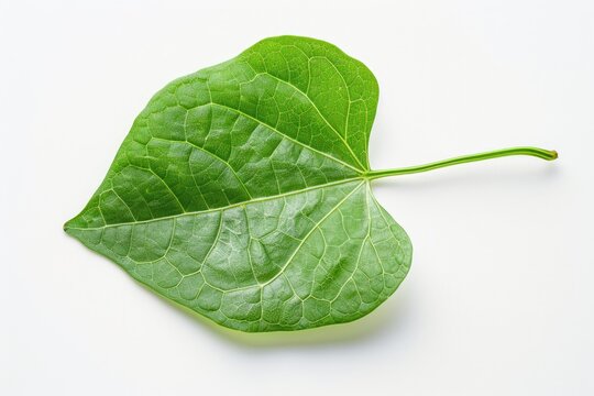 Guduchi - Traditional Ayurvedic Medicine. Closeup of Fresh Green Leaf and Stem of Tinospora