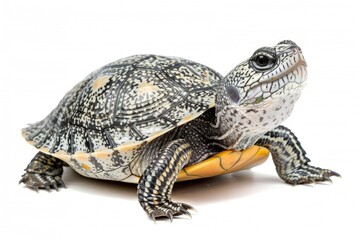 Obraz premium Diamondback Terrapin - An Aquatic Fauna from Florida's Brackish Mangrove Isolated on White