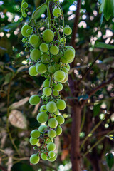 bunch of grapes