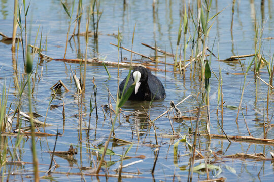 Focha com&uacute;n, Fulica atra, de frente entre carrizo en su habitat natural, Espa&ntilde;a