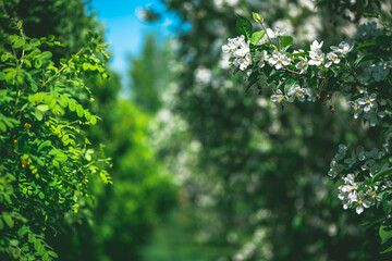 Fresh beautiful flowers of the apple tree blooming in the spring