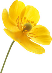  A bright yellow buttercup flower, close-up against a white background. 