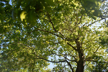 Follaje de hojas verde en ramas de roble en primavera