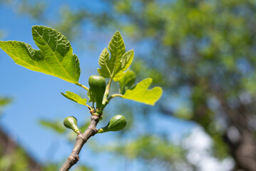 At the beginning of april, fig fruits and leaves begin to grow, small green fig fruits against...