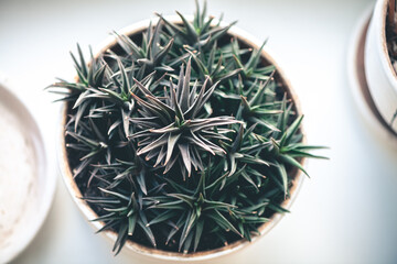Top view of a succulent in a round pot