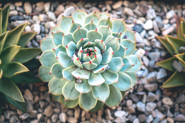 natural background. Top view of the succulent