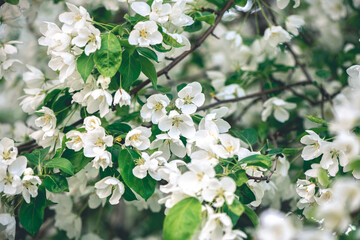 Fresh beautiful flowers of the apple tree blooming in the spring