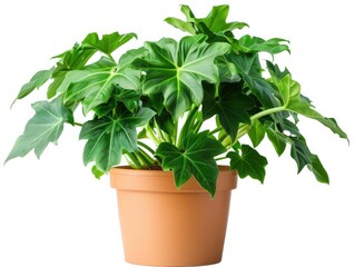 Fototapeta premium Potted Philodendron Selloum - Ideal Eco-friendly Houseplant for Tropical Interior Decor Care