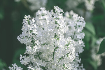 Beautiful white lilac bush blooms in spring, spring, flowering