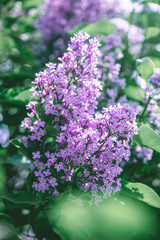 Beautiful purple lilac blooms in spring, spring, flowering