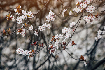 A close-up of cherry blossoms blooming on a branch in a spring orchard, their delicate petals...