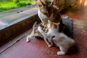 Kittens Cat Playing under the watchful eyes of their mother shot by Sony ILCE 6400 with Aperture...