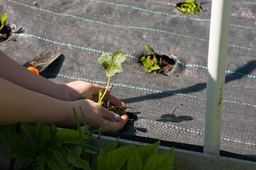 strawberries under a black film in rows. Planting seedlings of berries in the garden, watering...