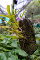 Beautiful hanging Orchids Blooming in an Orchidarium 16 shot by Sony ALPHA ILCE-6400 under natural light conditions