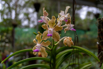 Beautiful Orchids Blooming in an Orchidorium 14 shot by Sony 6400 under natural light Exclusive on...