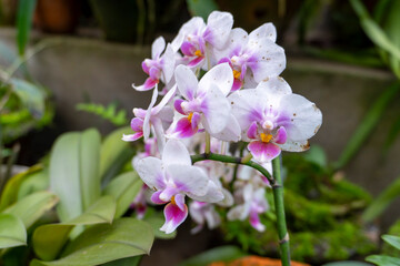 Fototapeta na wymiar Beautiful Phalaenopsis Orchid Blooming in an Orchidarium 13 shot by Sony ALPHA ILCE-6400 under natural light conditions