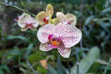 Beautiful Phalaenopsis Orchid Blooming in an Orchidarium 19 shot by Sony ALPHA ILCE-6400 under...