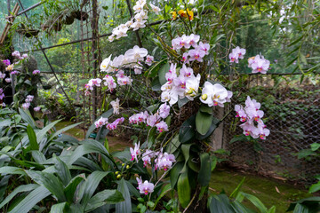 Beautiful Phalaenopsis Orchids Blooming in a Orchidorium 20 wide angle shot by Sony ALPHA ILCE-6400...