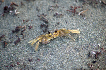 Cute Ghost Crab (Ocypode sp.) mimicking wiht its sandy color in the sand of a beach in Costa Rica