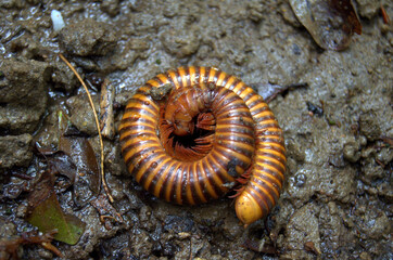 Coiled and curled up,Orange Zebra Giant Millipede (Thyropygus ligulus) in the soil of Thailand