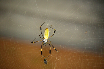 Big Female Golden Orb-Weaver Spider or Web Spider (Nephila clavipes) in Costa Rica, much bigger than the male of this species