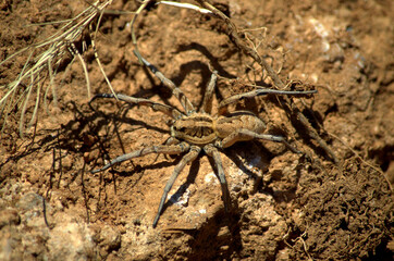 Tarantula Wolf Spider (Lycosa tarantula) mimicking in the sandy color of the soil in the Sierra de Irta, Spain