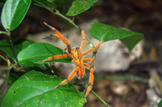 Beautiful and colorful Wandering  Spider or Banana Spider (Cupiennius getazi) in the rainforest of Costa Rica