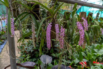 Fox Tail Orchid of Assam which is also widely known as Kapou Phul shot by Sony ALPHA ILCE-6400...