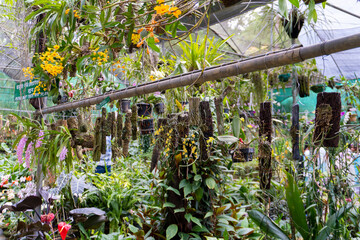 Hanging Orchids in a Orchidarium shot by Sony ALPHA ILCE-6400 under natural light conditions