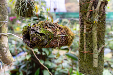 Orchid base for smallest orchids of the world shot by Sony ALPHA ILCE-6400 under natural light conditions Exclusive on Adobe Stock