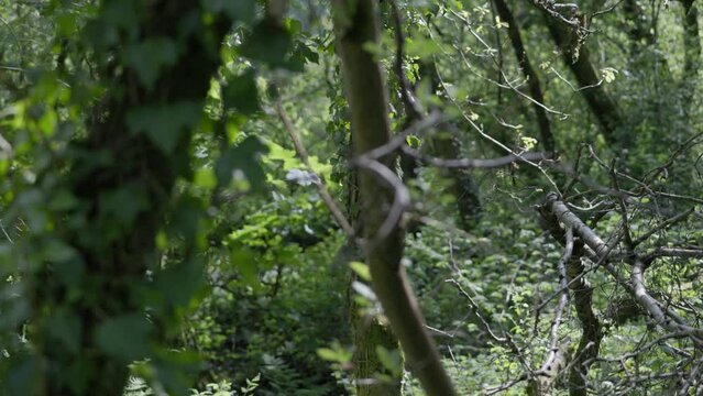 Panning Through Trees in a Forest 25fps