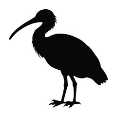 silhouette of a Ibis bird