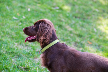 dog in the grass