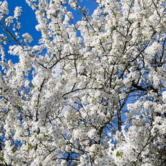 White cherry flowers on spring.
