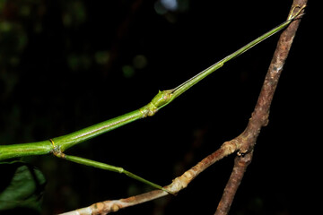Detailed close-up of a camouflaged stick insect perched on a leaf. Natural Mimicry Exhibition,...