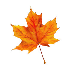 Obraz premium Autumn maple leaf on white background,png