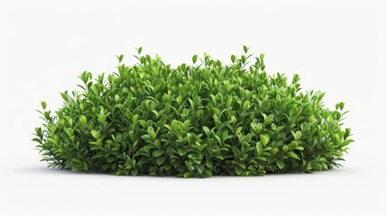 3d green bush plant isolated on white background realistic nature illustration digital render