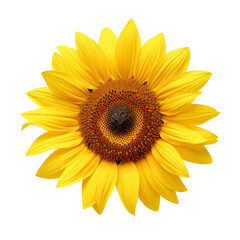 Fototapeta premium Big and bright yellow sunflower isolated on black background.