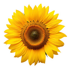 Bright, bold, and beautiful, this sunflower is a symbol of happiness and joy. It is the perfect way to brighten up your day and add a touch of nature to your home or office.