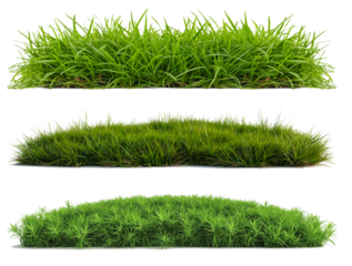Green grass field collection isolated on transparent or white background