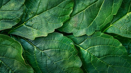 Fototapeta premium Green leaves background. Close-up nature photography.
