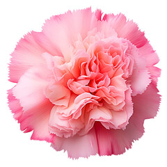 Light pink carnation flower isolated on black background.