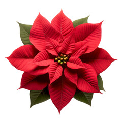 Red poinsettia flower isolated on black background.