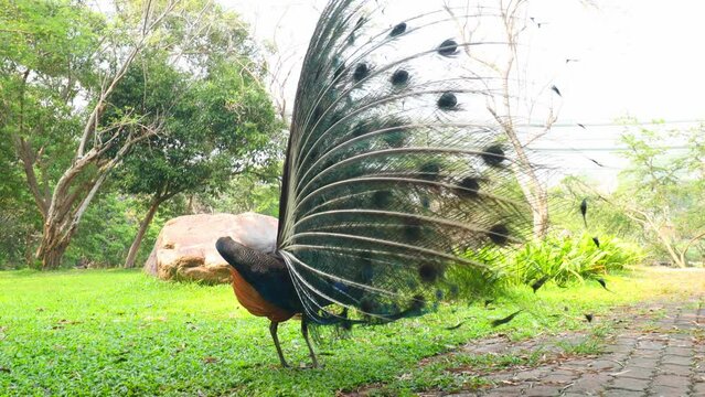 Colorful male peacocks spread their wings to attract the attention of female peacocks. large poultry The male is bright green.