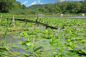 An old pier destroyed by time on a river overgrown with lilies.